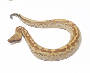 9-16A-Matrix_2025-300x242 9-16A Matrix_2025