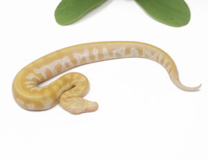 9-1A-T-Albino-Blood_2025-300x231 9-1A T- Albino Blood_2025