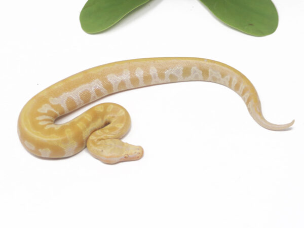 T- Albino Blood (Male)