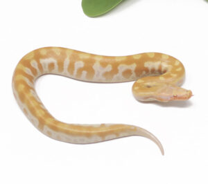 9-2A-T-Albino-Blood_2025-300x266 9-2A T- Albino Blood_2025