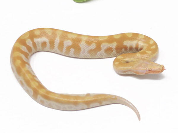 T- Albino Blood (Male)