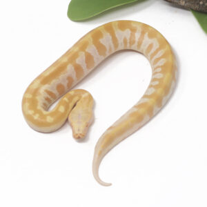 9-4A-T-Albino-Blood_2025-300x300 9-4A T- Albino Blood_2025