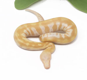 9-4B-T-Albino-Blood_2025-300x276 9-4B T- Albino Blood_2025