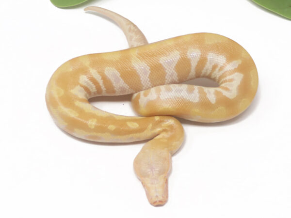 T- Albino Blood (Female)