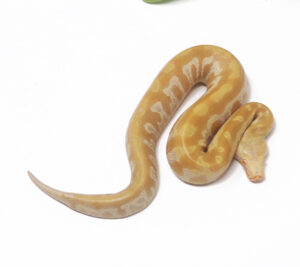 9-5A-T-Albino-Blood_2025-300x267 9-5A T- Albino Blood_2025