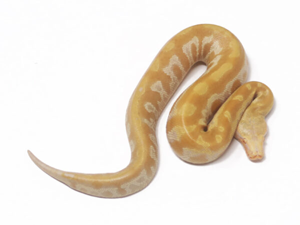 T- Albino Blood (Male)