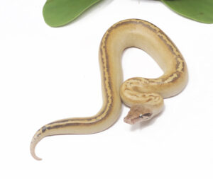 9-9C-Ivory-Blood_2025-300x253 9-9C Ivory Blood_2025