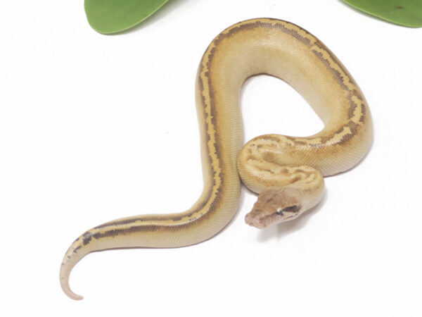 Ivory Blood (Male)