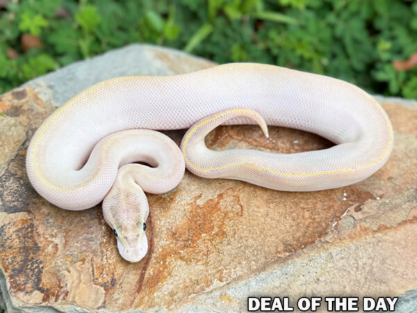 Ivory (Female)