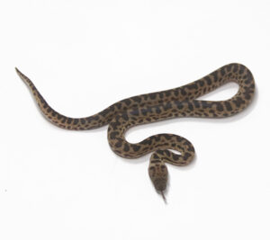 WR2-11C-Cape-York_2025-300x267 WR2-11C Cape York_2025