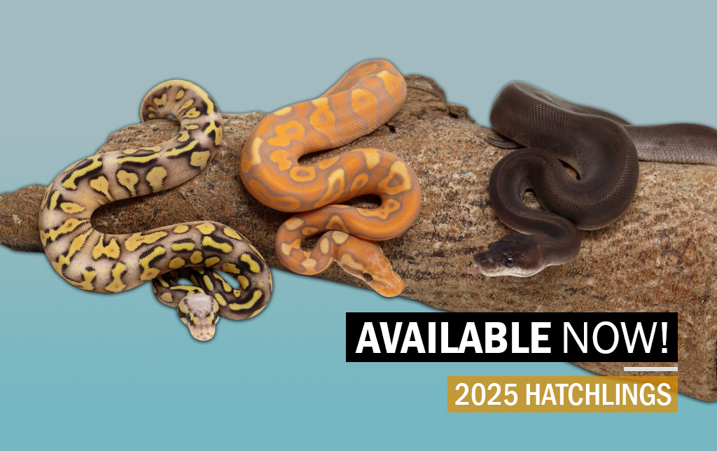 available-2025 Ball Pythons and other Reptiles for sale