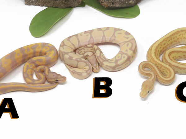 Grab Bag Contest 1511