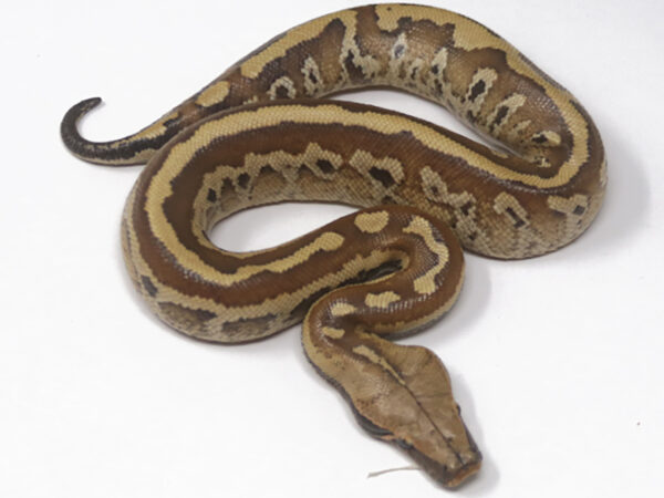 Matrix Blood Python (Female)