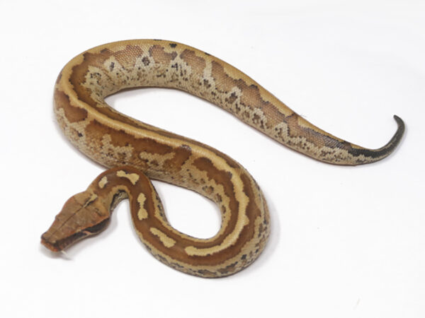 Matrix Blood Python (Female)