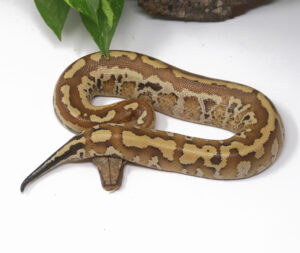 10-9A-Matrix_2025-300x253 10-9A Matrix_2025