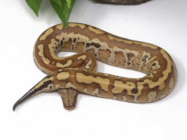 Matrix Blood Python (Male)