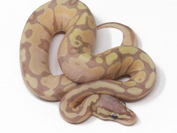 Banana (Female)