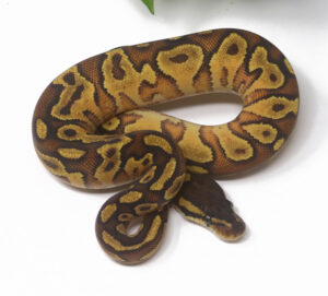 14-17A-Bongo-Enchi-YB_2025-300x271 14-17A Bongo Enchi YB_2025