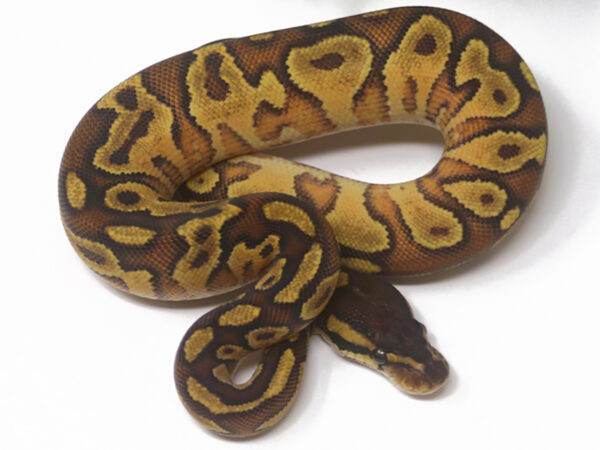 Bongo Enchi YB (Male)