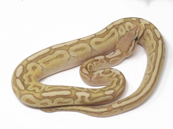 Bamboo Bongo (Male)