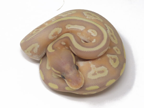 Banana Bongo Mojave (Male)