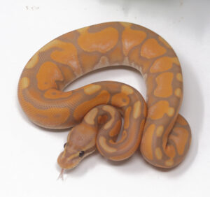 15-10B-Banana-Enchi-Cinnamon_2025-300x282 15-10B Banana Enchi Cinnamon_2025