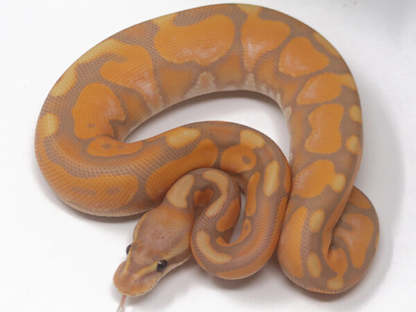 Banana Enchi Cinnamon (Female)