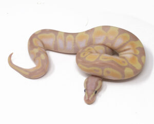 15-10C-Banana-Enchi_2025-300x242 15-10C Banana Enchi_2025