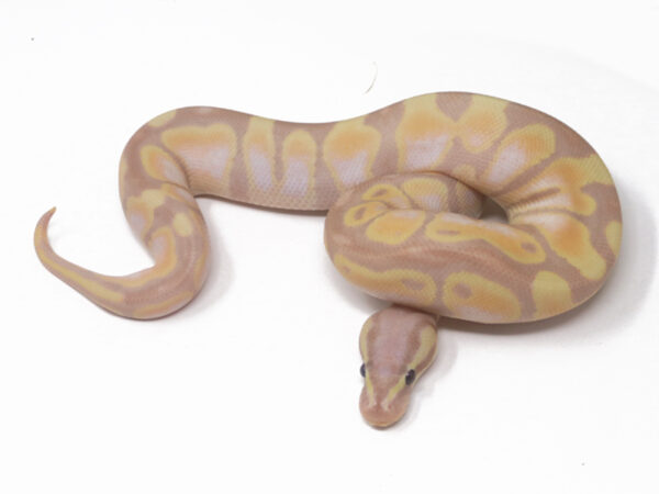 Super Banana Enchi (Male)