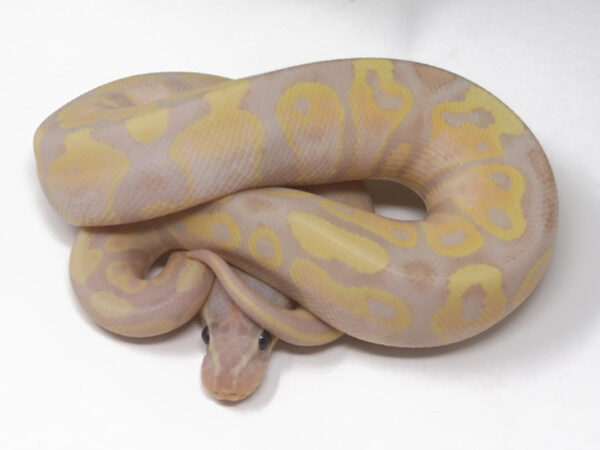 Super Banana (Male)