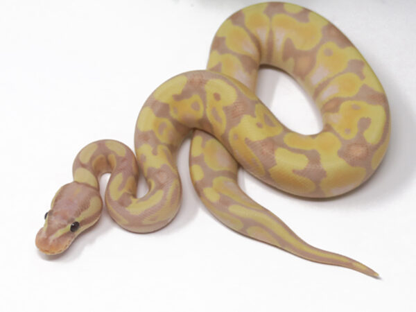 Super Banana Enchi (Female)