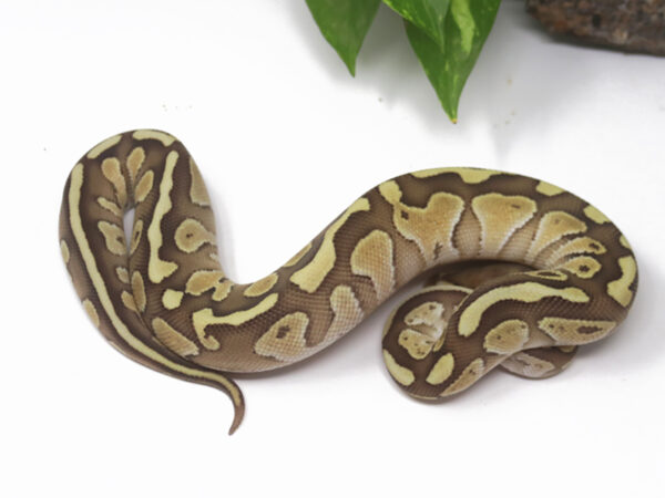 Butter Fire (Male)