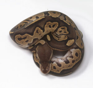 15-13A-Cinnamon-Fire_2025-300x284 15-13A Cinnamon Fire_2025