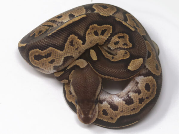 Cinnamon Fire (Male)