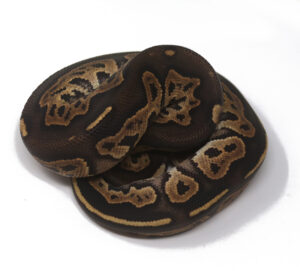 15-13B-Blackhead-Cinnamon-Fire_2025-300x271 15-13B Blackhead Cinnamon Fire_2025