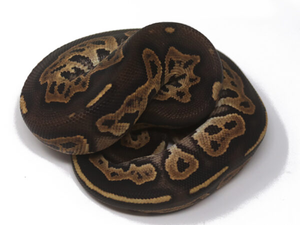 Blackhead Cinnamon Fire (Female)