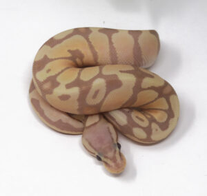 15-13C-Banana-Pastel_2025-300x285 15-13C Banana Pastel_2025