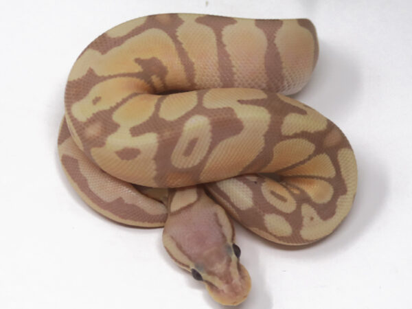 Banana Pastel (Female)