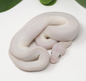 15-14A-Blue-Eye-Leucistic_2025-300x281 15-14A Blue Eye Leucistic_2025