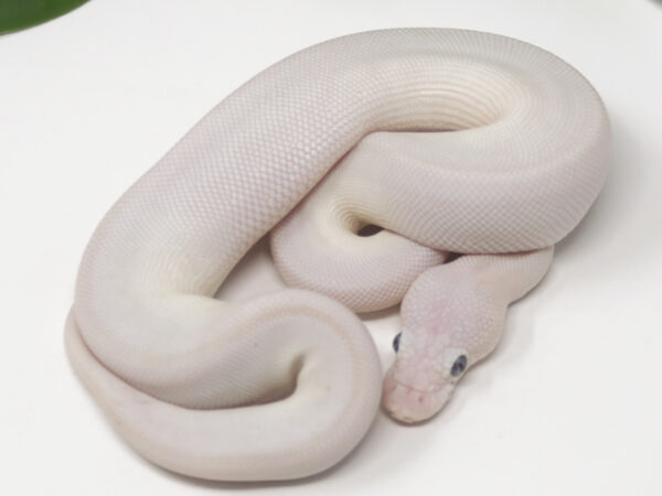 Blue Eye Leucistic (Male)