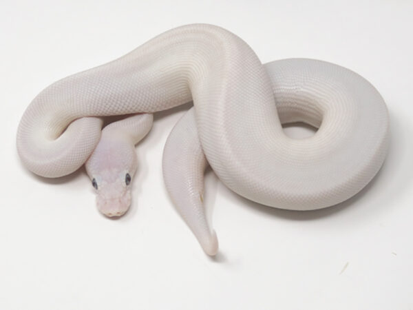 Blue Eye Leucistic (Male)
