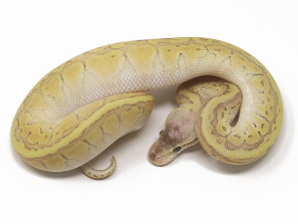 Super Emperor Pin (Female)