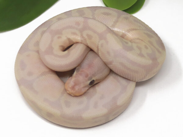 Super Banana (Male)