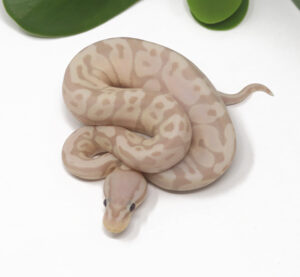 15-17A-Super-Banana-Pastel_2025-300x277 15-17A Super Banana Pastel_2025