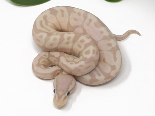 Super Banana Pastel (Male)