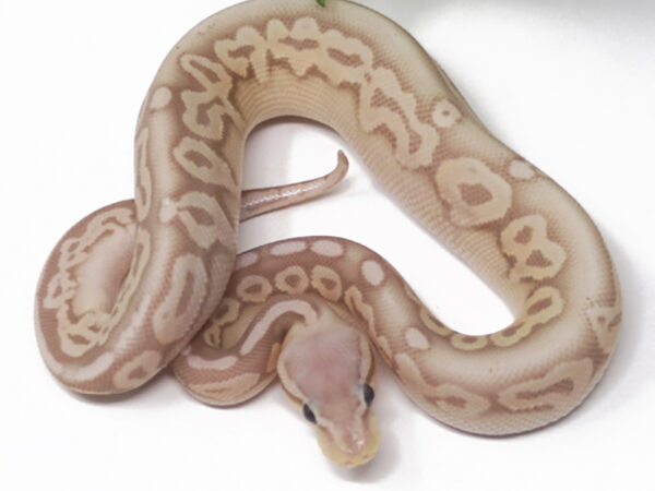 Banana Pewter (Male)