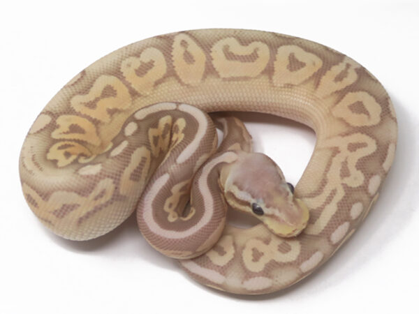 Banana Pewter (Female)