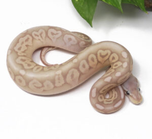 15-2A-Banana-Pewter_2025-300x275 15-2A Banana Pewter_2025