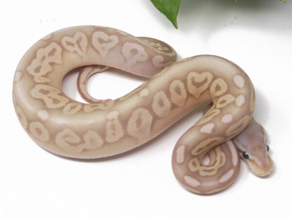 Banana Pewter (Female)