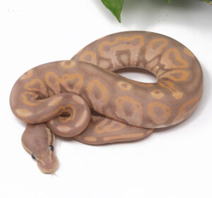 15-2B-Banana-Cinnamon_2025-300x280 15-2B Banana Cinnamon_2025